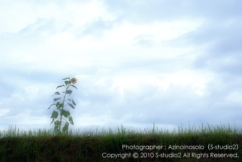 雨上がりに咲く一輪の向日葵の写真